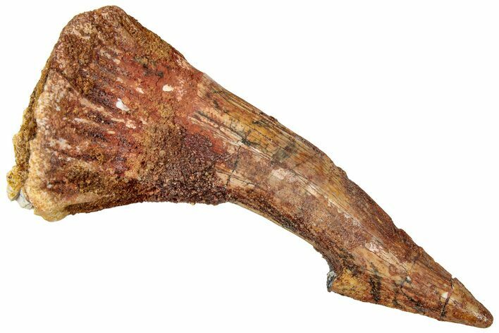 Fossil Sawfish (Onchopristis) Rostral Barb - Morocco #322871